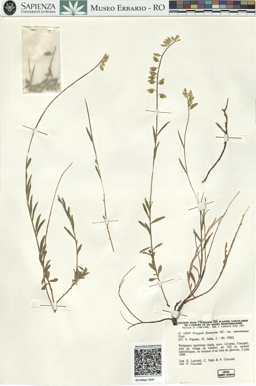 Polygala flavescens DC. var. maremmana Fiori -  RO-HSepv 14247 photo