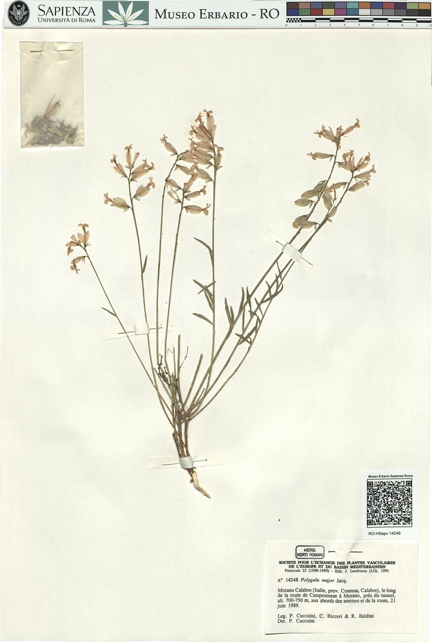 Polygala major Jacq. -  RO-HSepv 14248 photo