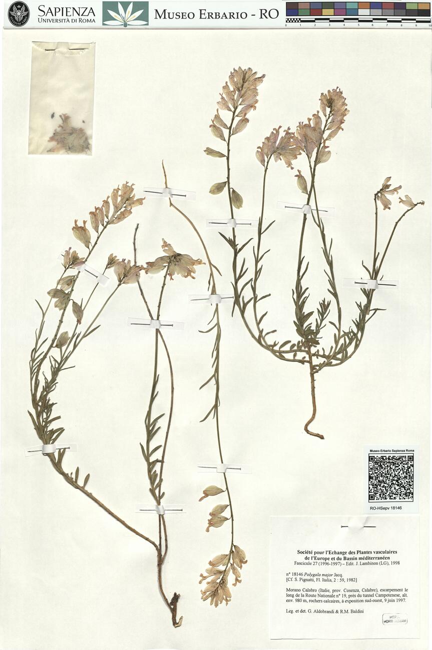 Polygala major Jacq. -  RO-HSepv 18146 photo
