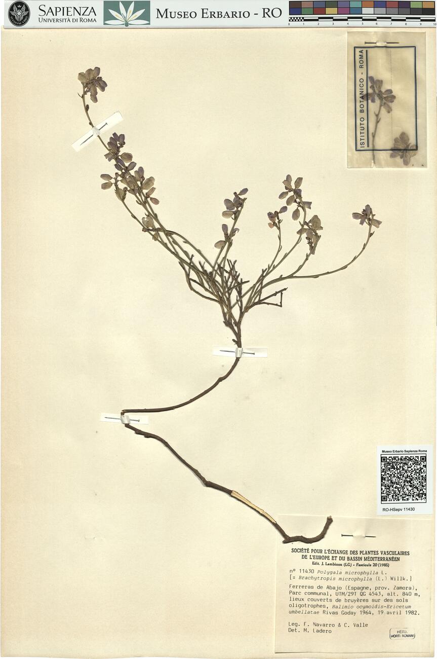 Polygala microphylla L.  -  RO-HSepv 11430 photo