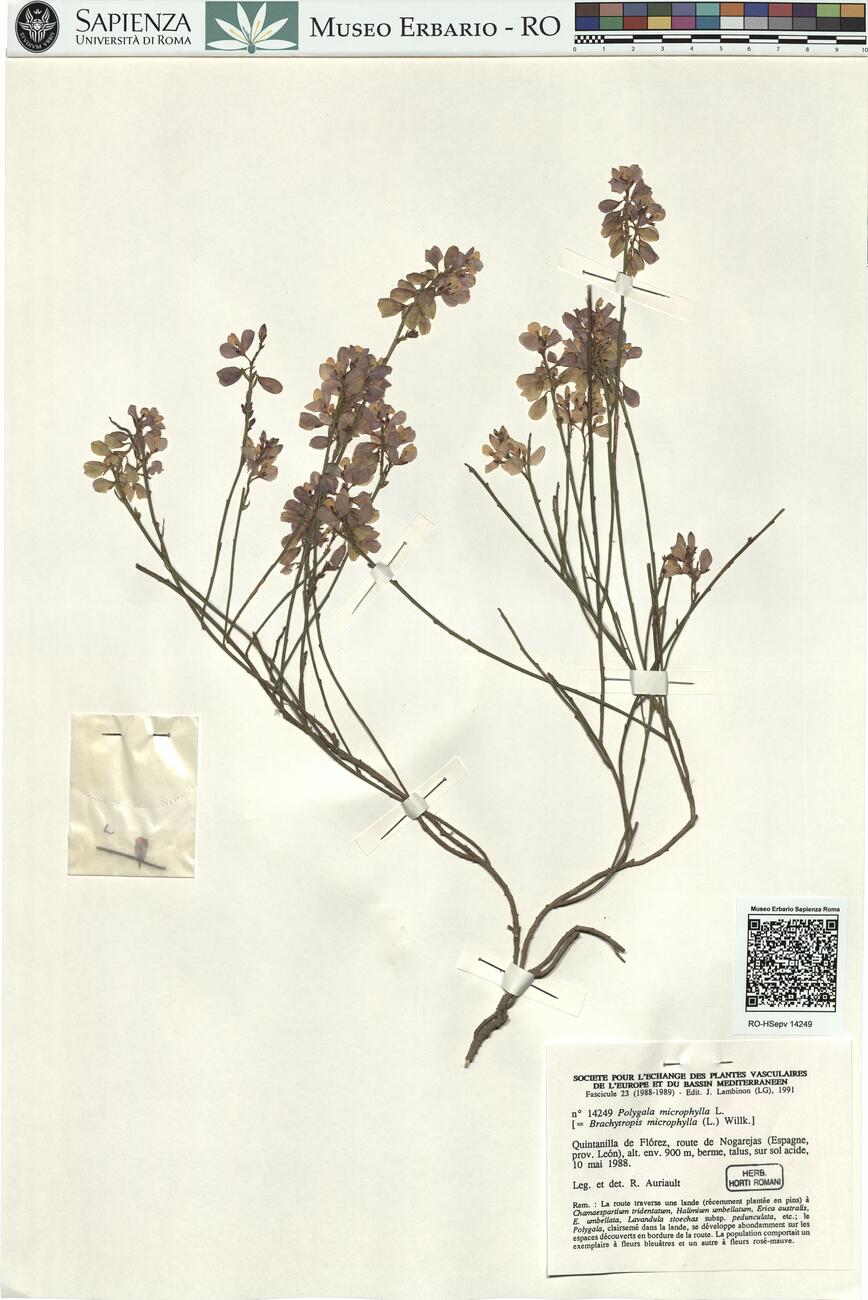 Polygala microphylla L.  -  RO-HSepv 14249 photo
