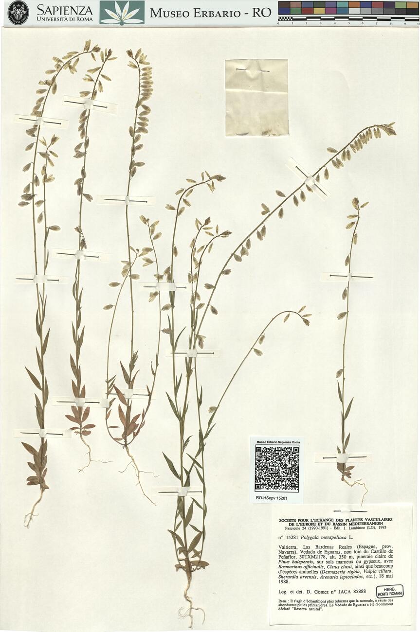 Polygala monspeliaca L. -  RO-HSepv 15281 photo
