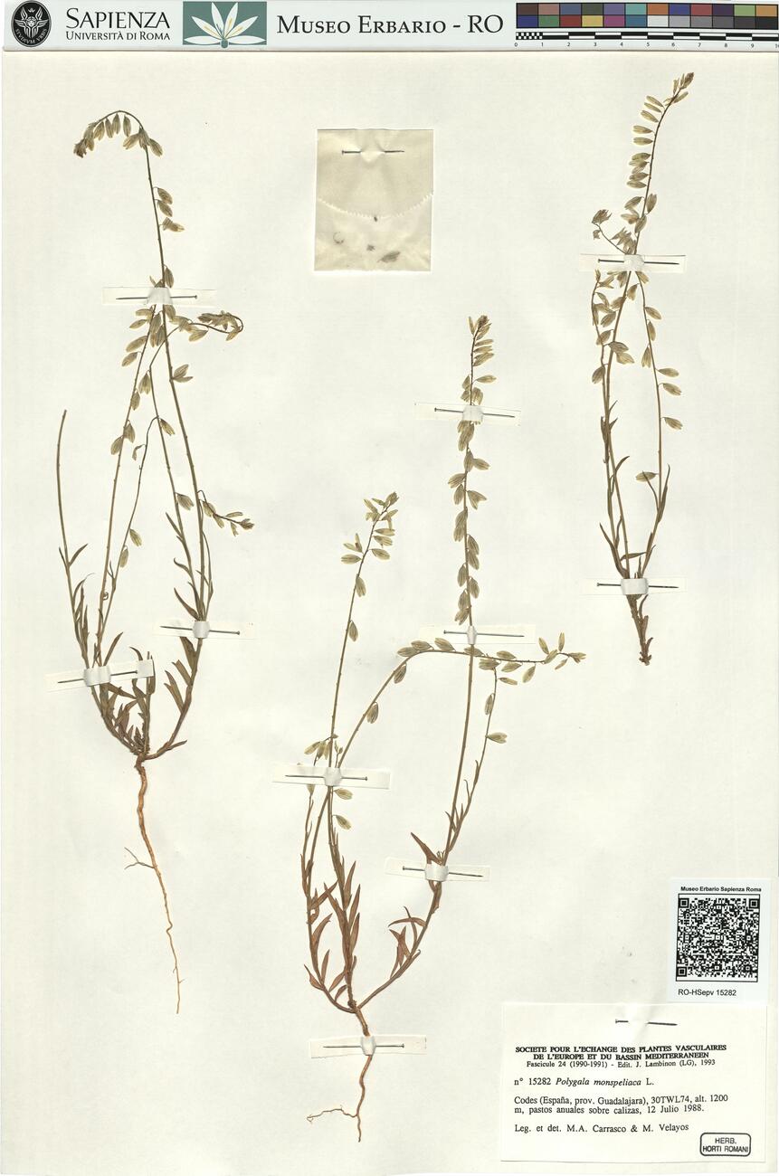 Polygala monspeliaca L. -  RO-HSepv 15282 photo