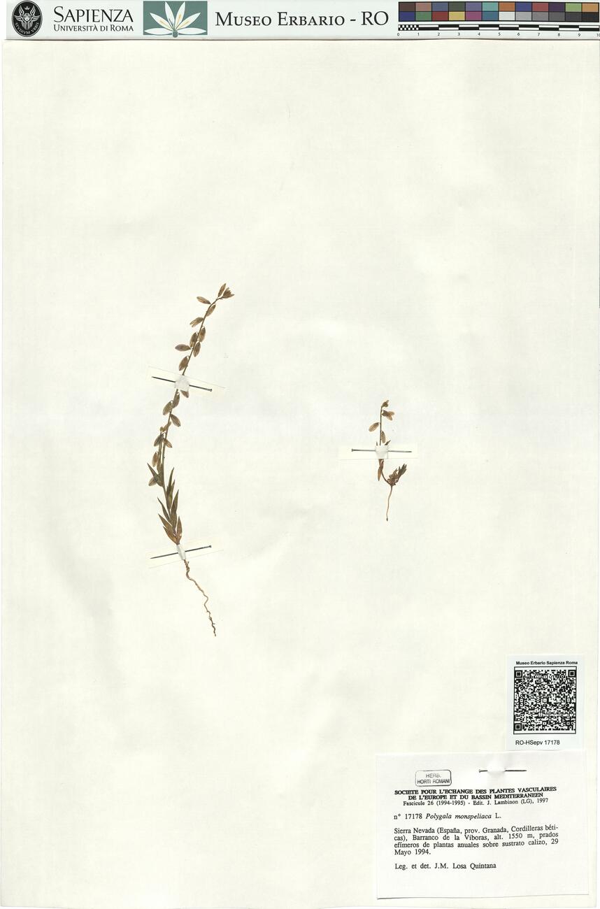 Polygala monspeliaca L. -  RO-HSepv 17178 photo