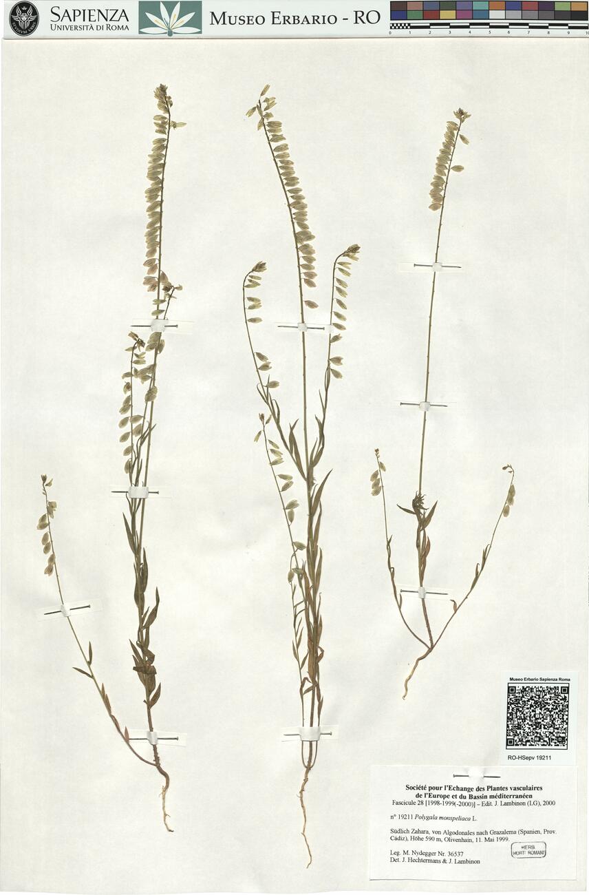 Polygala monspeliaca L. -  RO-HSepv 19211 photo
