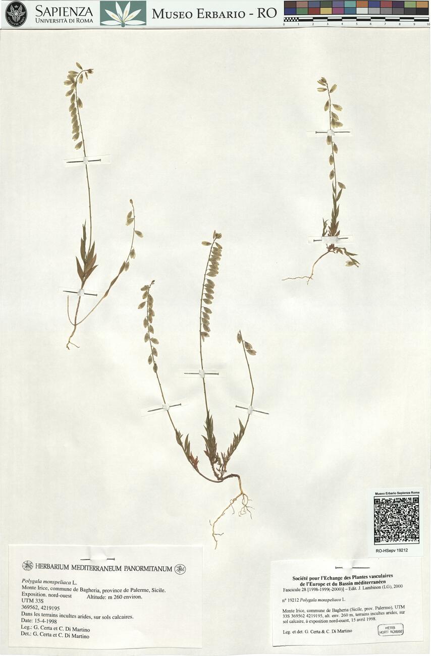 Polygala monspeliaca L. -  RO-HSepv 19212 photo