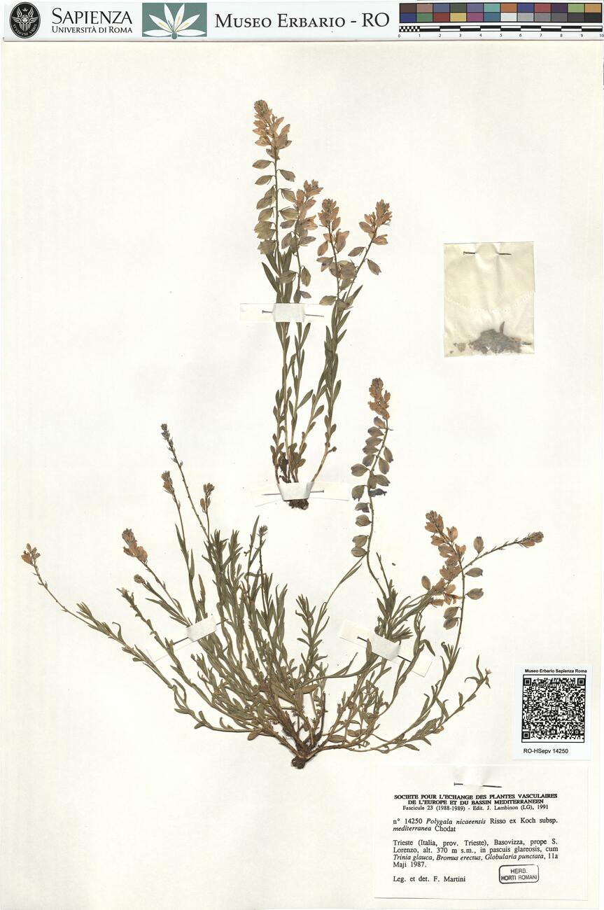 Polygala nicaeensis Risso ex Koch. subsp. mediterranea Chodat -  RO-HSepv 14250 photo