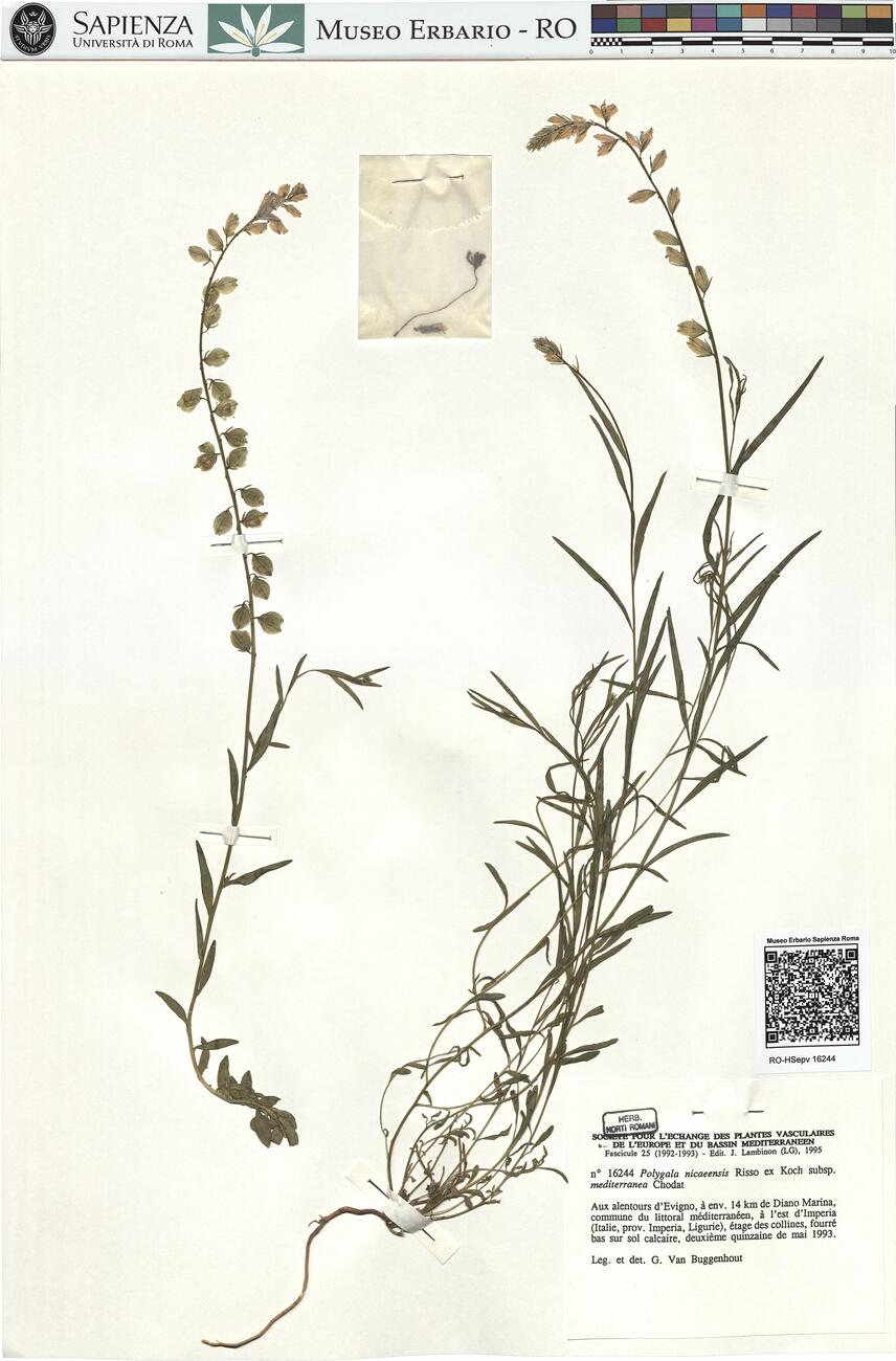 Polygala nicaeensis Risso ex Koch. subsp. mediterranea Chodat -  RO-HSepv 16244 photo