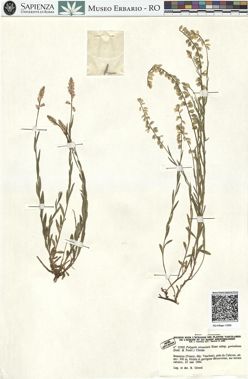 Polygala nicaeensis Risso subsp. gariodiana (Jord. & Fourr.) Chodat -  RO-HSepv 13302 photo