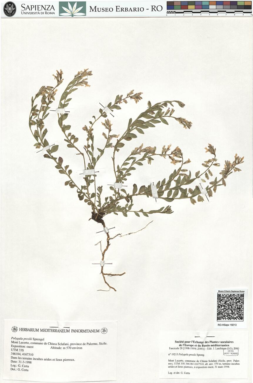 Polygala preslii Spreng. -  RO-HSepv 19213 photo