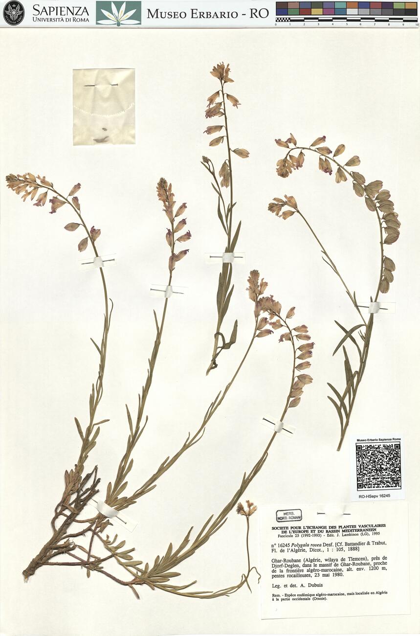 Polygala rosea Desf.  -  RO-HSepv 16245 photo