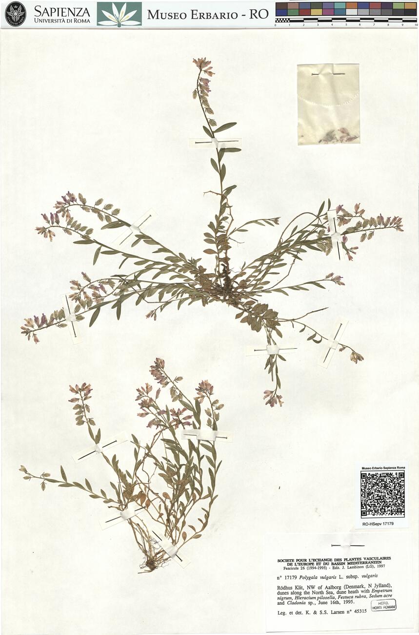 Polygala vulgaris L. subsp. vulgaris -  RO-HSepv 17179 photo