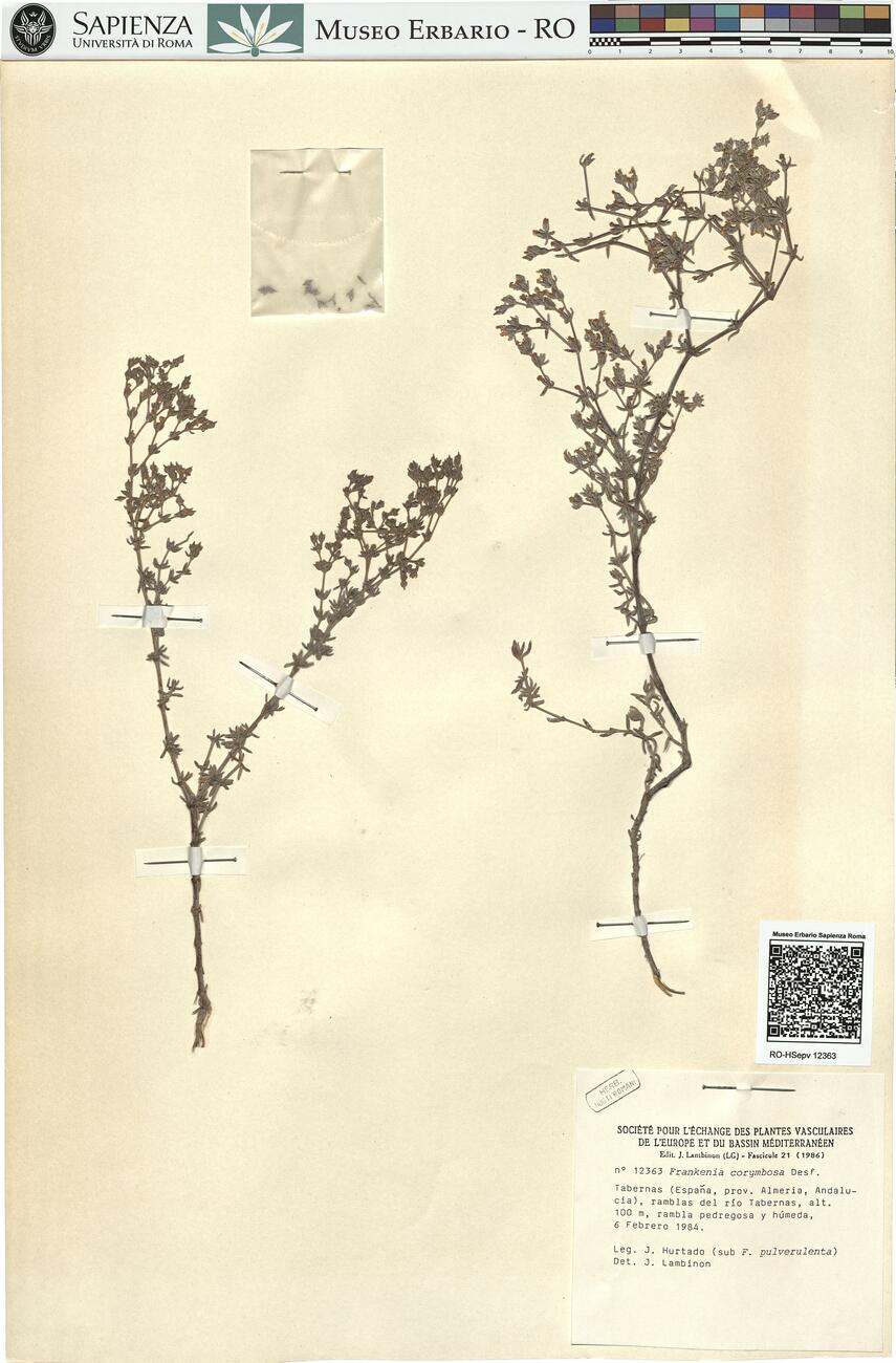 Frankenia corymbosa Desf. -  RO-HSepv 12363 photo