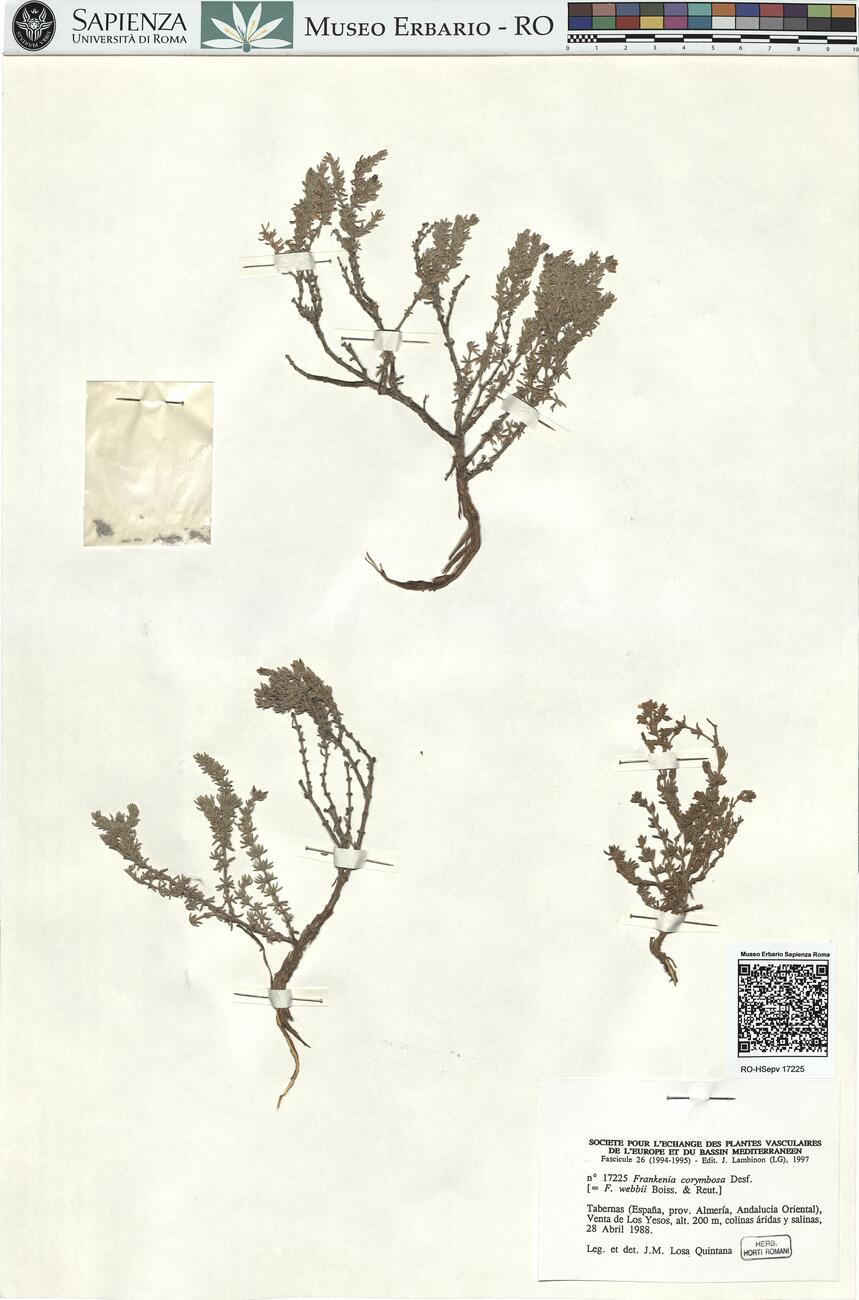 Frankenia corymbosa Desf. -  RO-HSepv 17225 photo