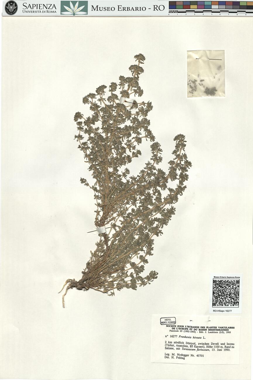 Frankenia hirsuta L. -  RO-HSepv 16277 photo