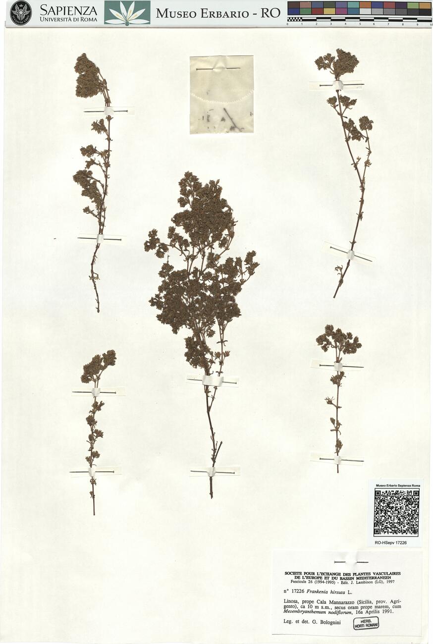 Frankenia hirsuta L. -  RO-HSepv 17226 photo