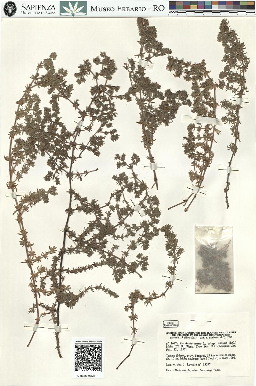 Frankenia laevis L. subsp. velutina (DC.) Maire  -  RO-HSepv 16278 photo