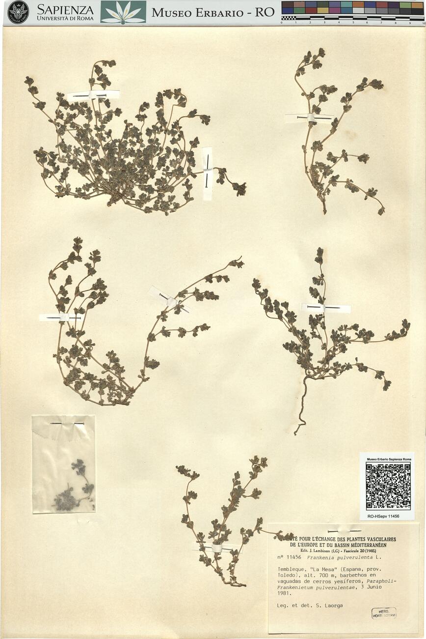 Frankenia pulverulenta L.  -  RO-HSepv 11456 photo