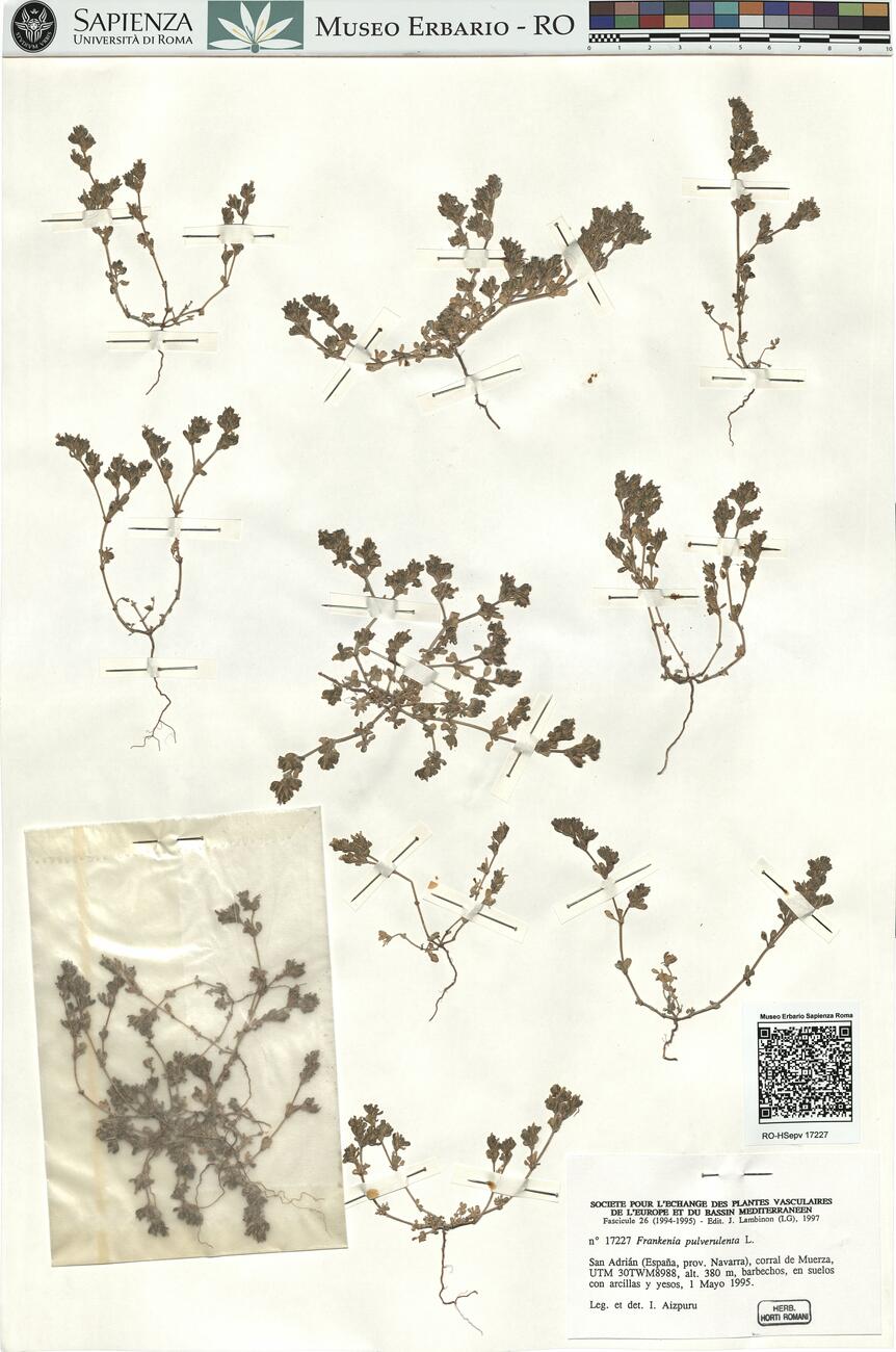 Frankenia pulverulenta L.  -  RO-HSepv 17227 photo