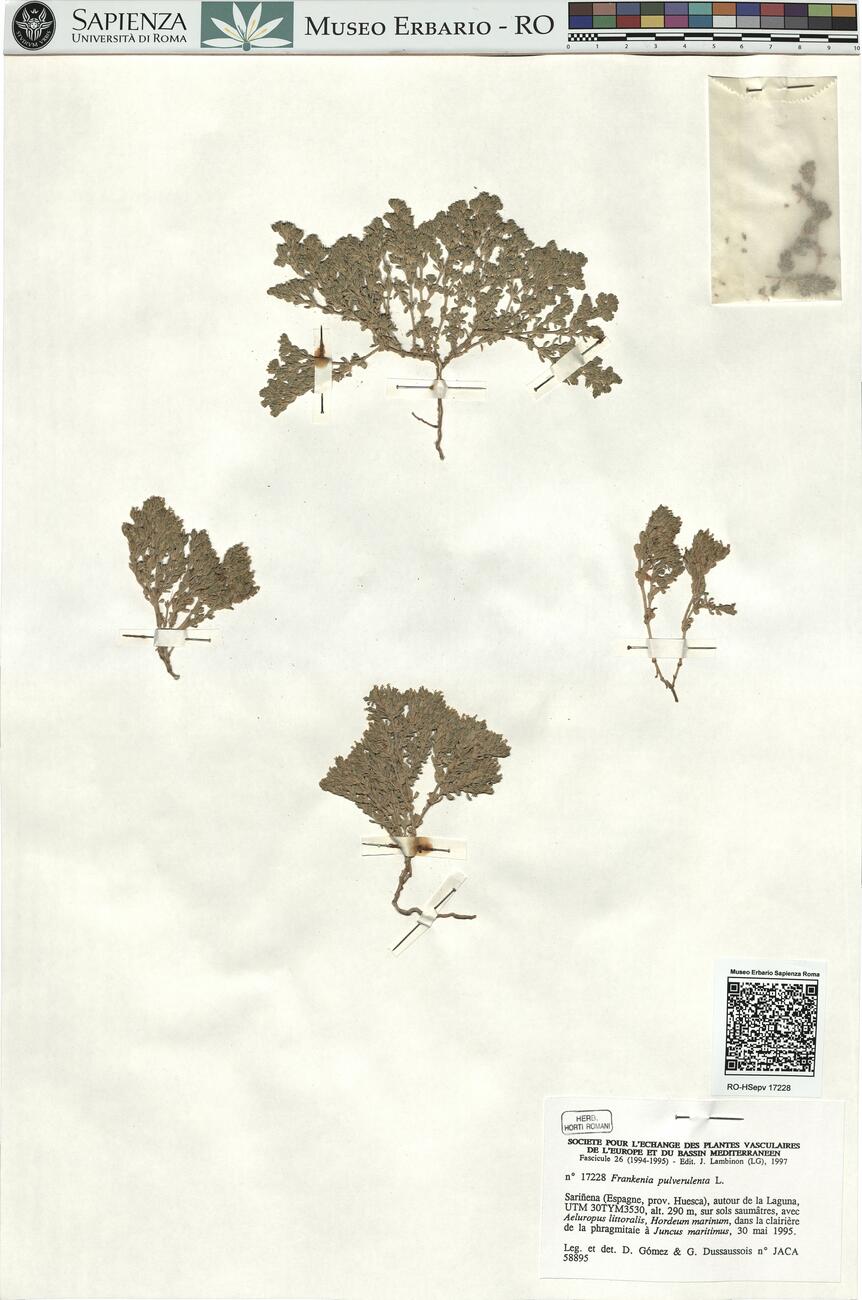 Frankenia pulverulenta L.  -  RO-HSepv 17228 photo