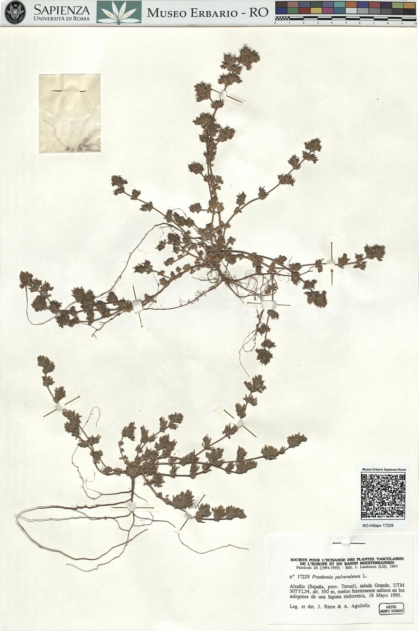 Frankenia pulverulenta L.  -  RO-HSepv 17229 photo