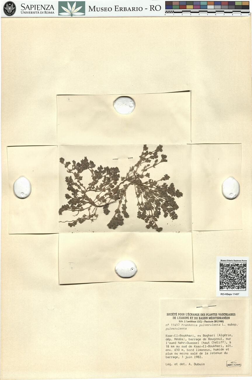 Frankenia pulverulenta L.  subsp. pulverulenta -  RO-HSepv 11457 photo