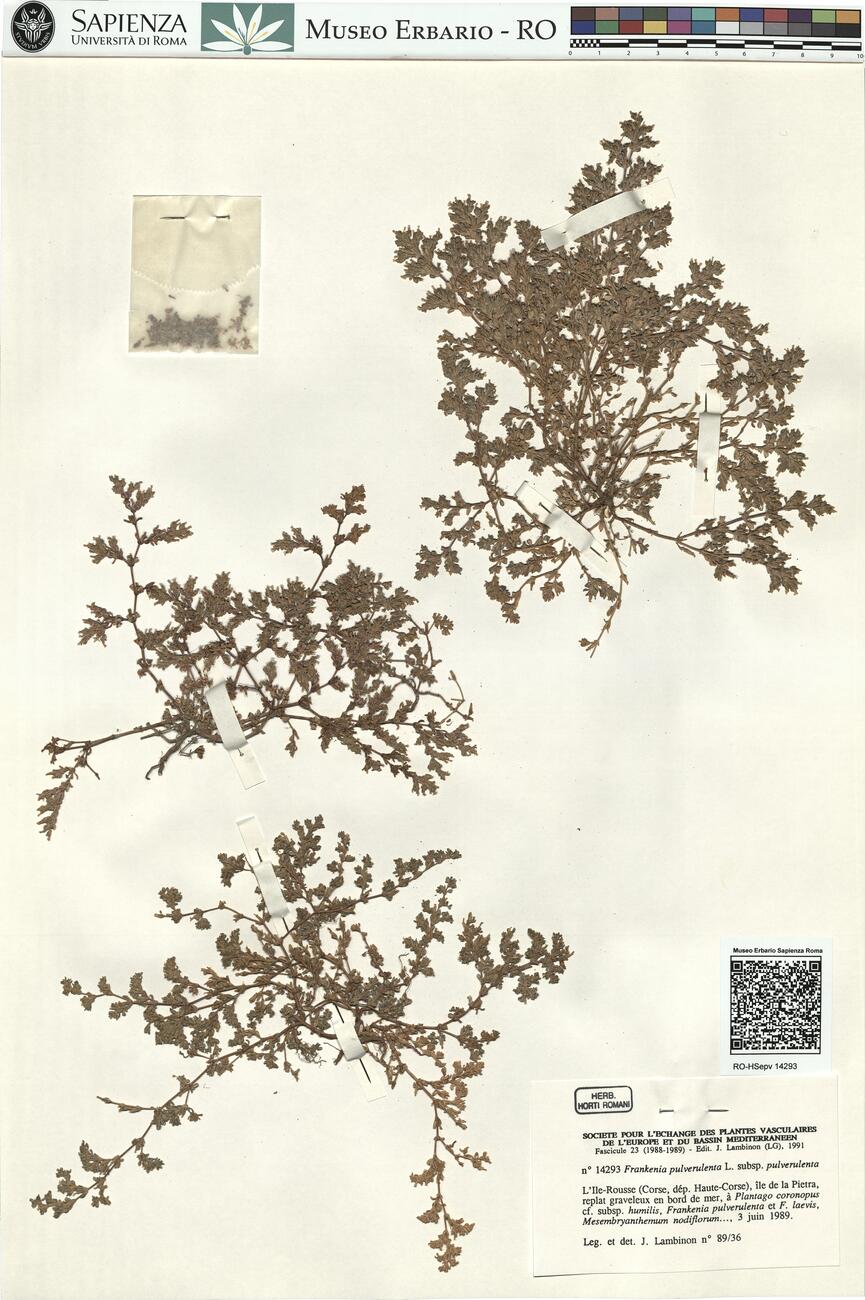 Frankenia pulverulenta L.  subsp. pulverulenta -  RO-HSepv 14293 photo