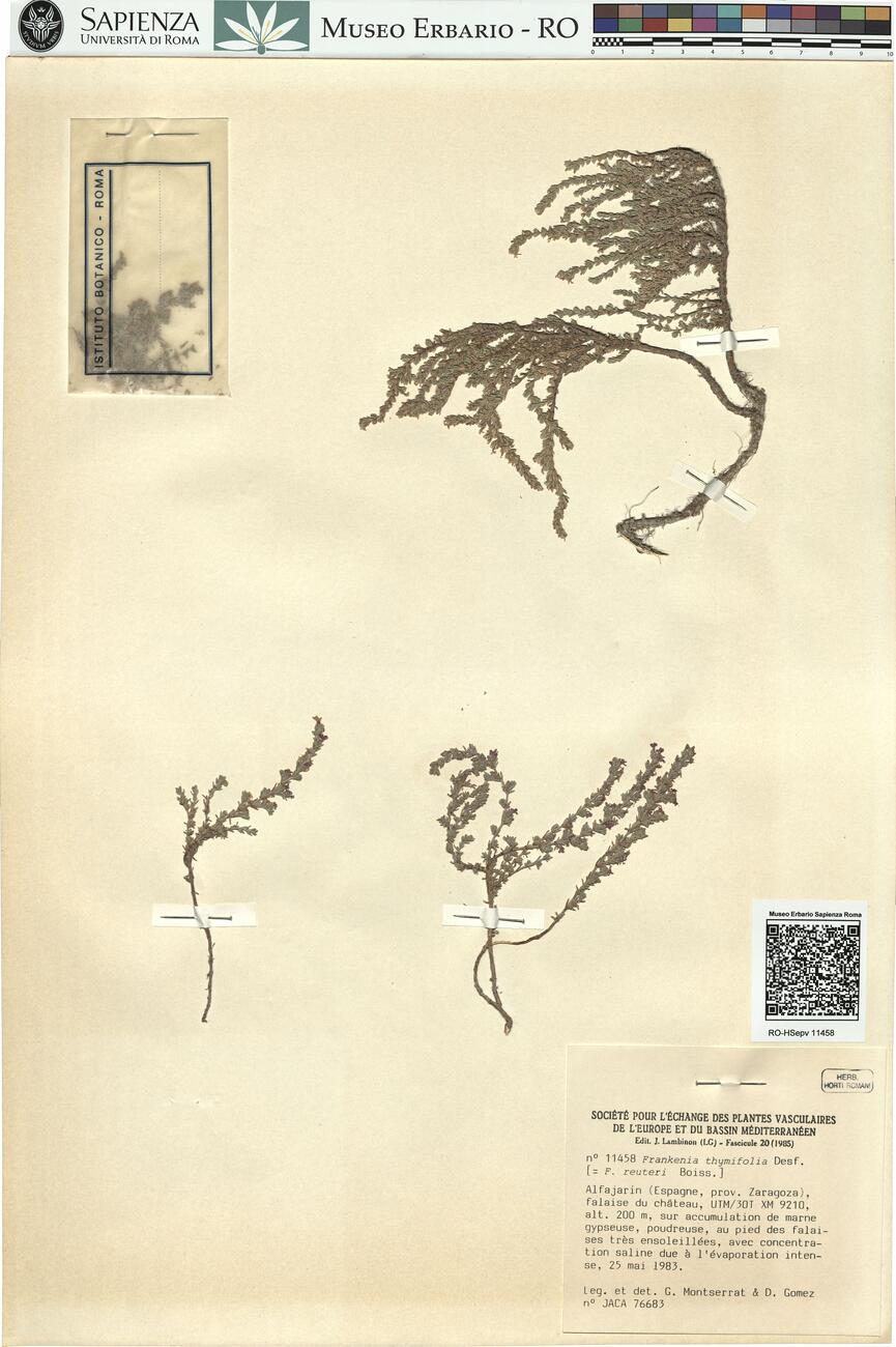 Frankenia thymifolia Desf. -  RO-HSepv 11458 photo