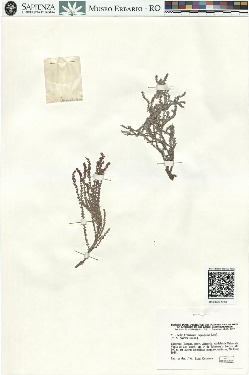Frankenia thymifolia Desf. -  RO-HSepv 17230 photo