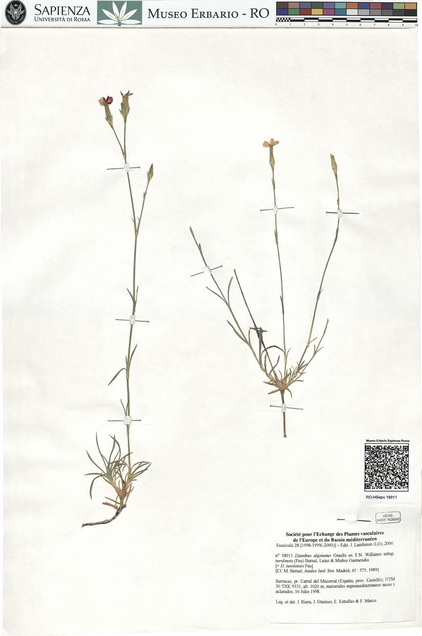 Dianthus algetanus Graells ex F.N. Williams subsp. turolensis (Pau) Bernal, Laínz & Muñoz Garmendia -  RO-HSepv 18911 photo