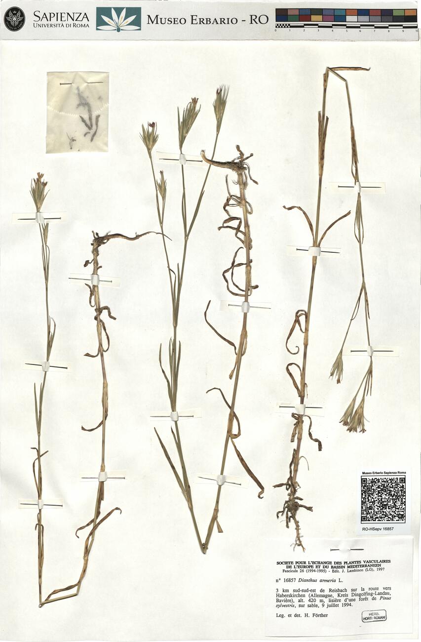 Dianthus armeria L. -  RO-HSepv 16857 photo
