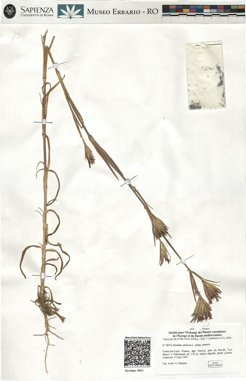 Dianthus armeria L. subsp. armeria -  RO-HSepv 18912 photo