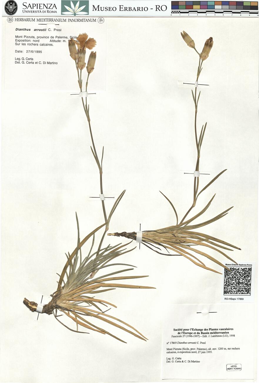 Dianthus arrostii C. Presl -  RO-HSepv 17869 photo