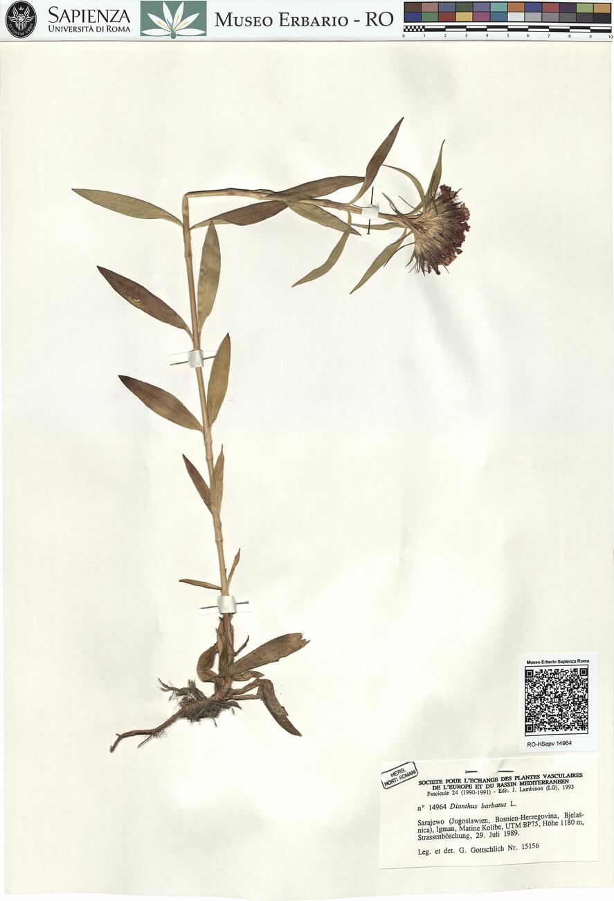 Dianthus barbatus L. -  RO-HSepv 14964 photo