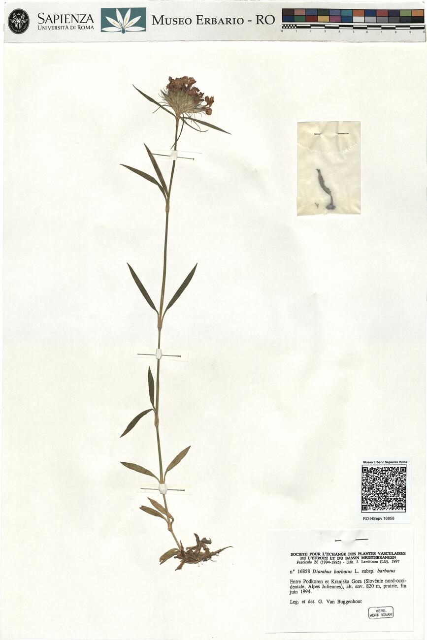 Dianthus barbatus L. subsp. barbatus -  RO-HSepv 16858 photo