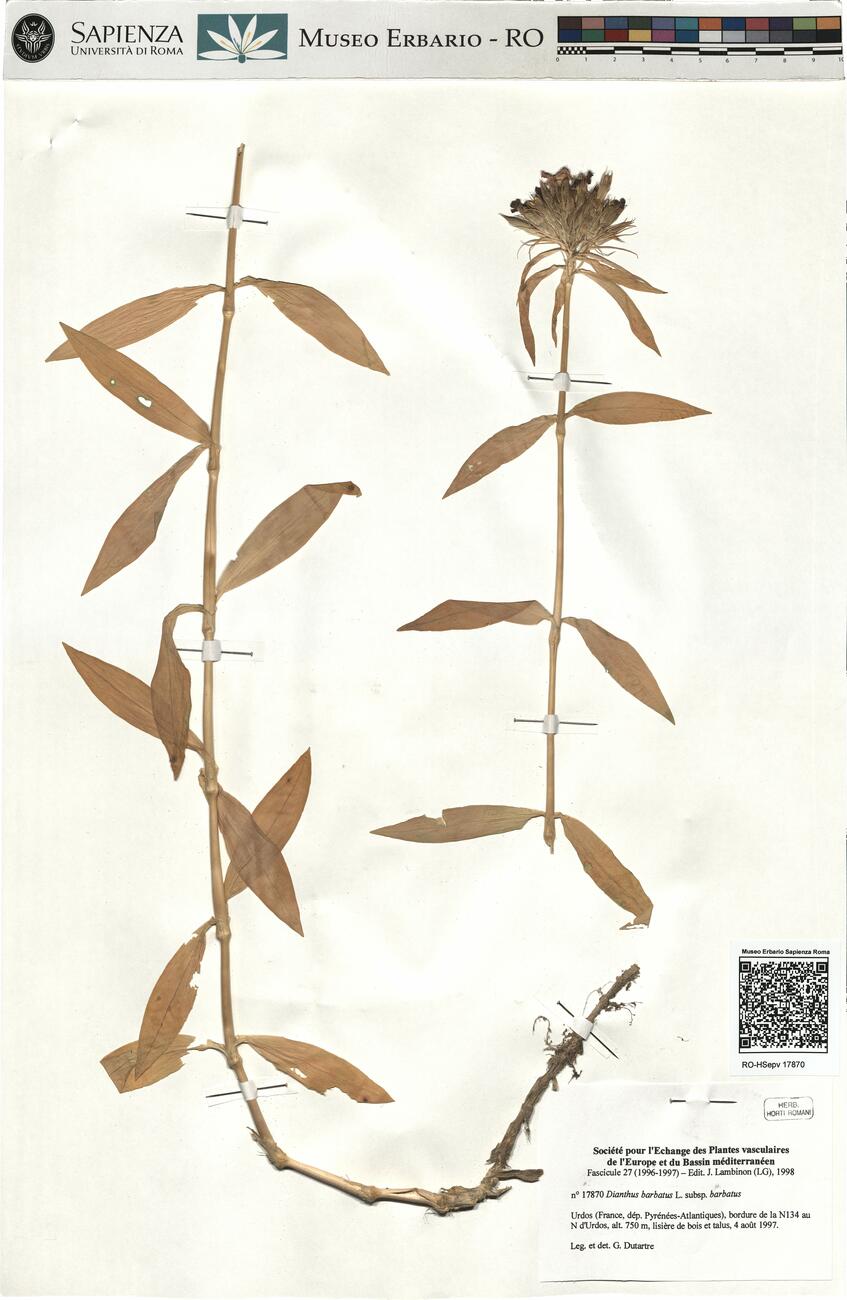 Dianthus barbatus L. subsp. barbatus -  RO-HSepv 17870 photo