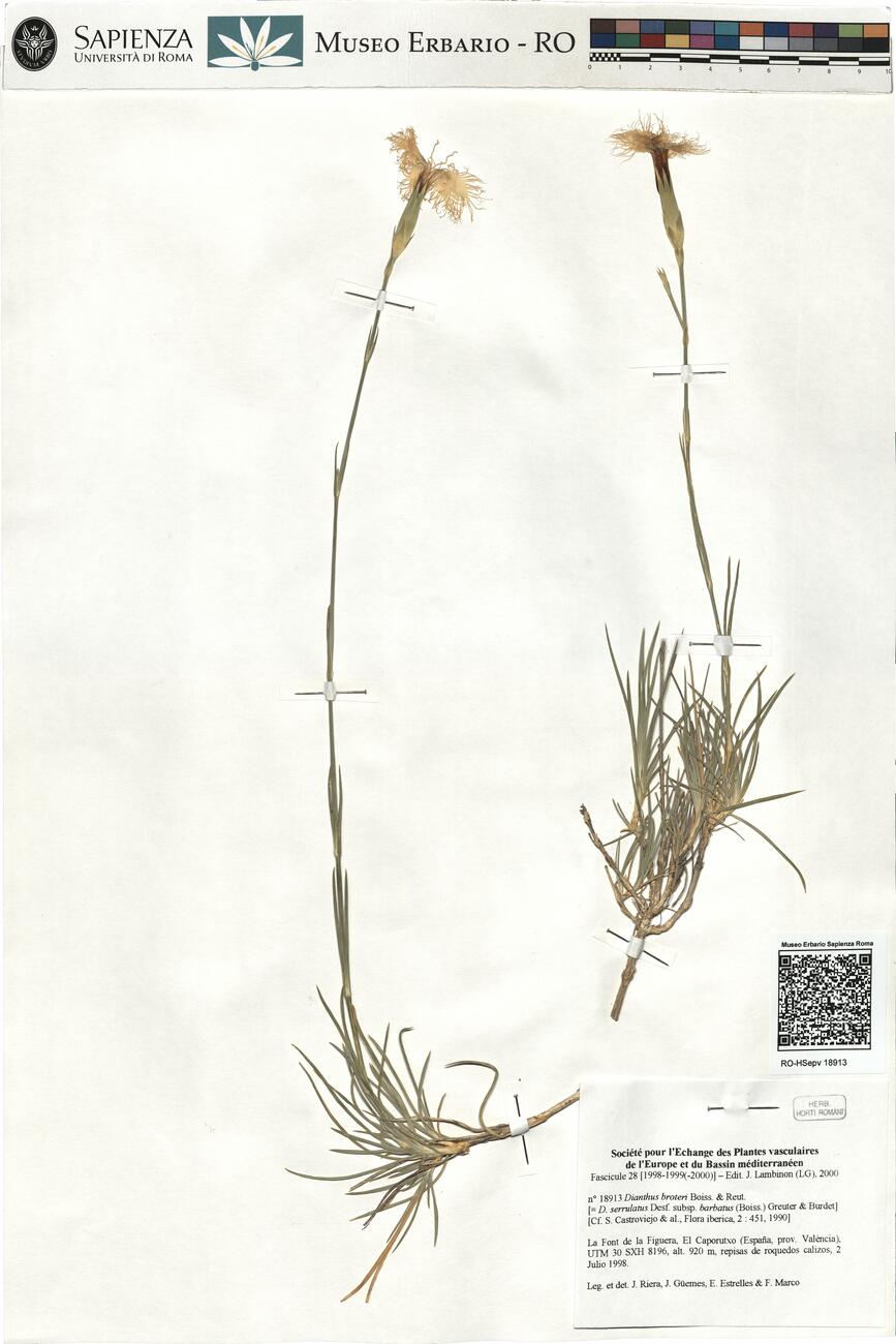 Dianthus broteri Boiss. & Reut. -  RO-HSepv 18913 photo