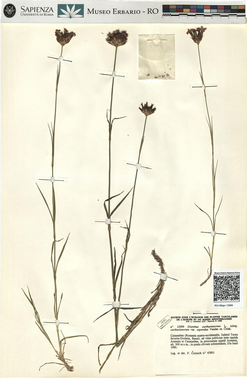Dianthus carthusianorum L. subsp. carthusianorum var. asperulus Vandas ex Čelak. -  RO-HSepv 12999 photo