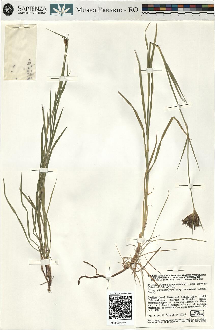 Dianthus carthusianorum L. subsp. latifolius (Griseb. & Schenk) Hegi -  RO-HSepv 13983 photo