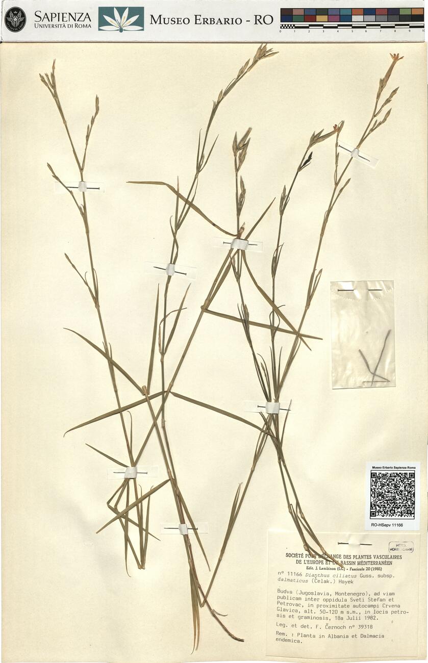Dianthus ciliatus Guss. subsp. dalmaticus (Čelak.) Hayek -  RO-HSepv 11166 photo