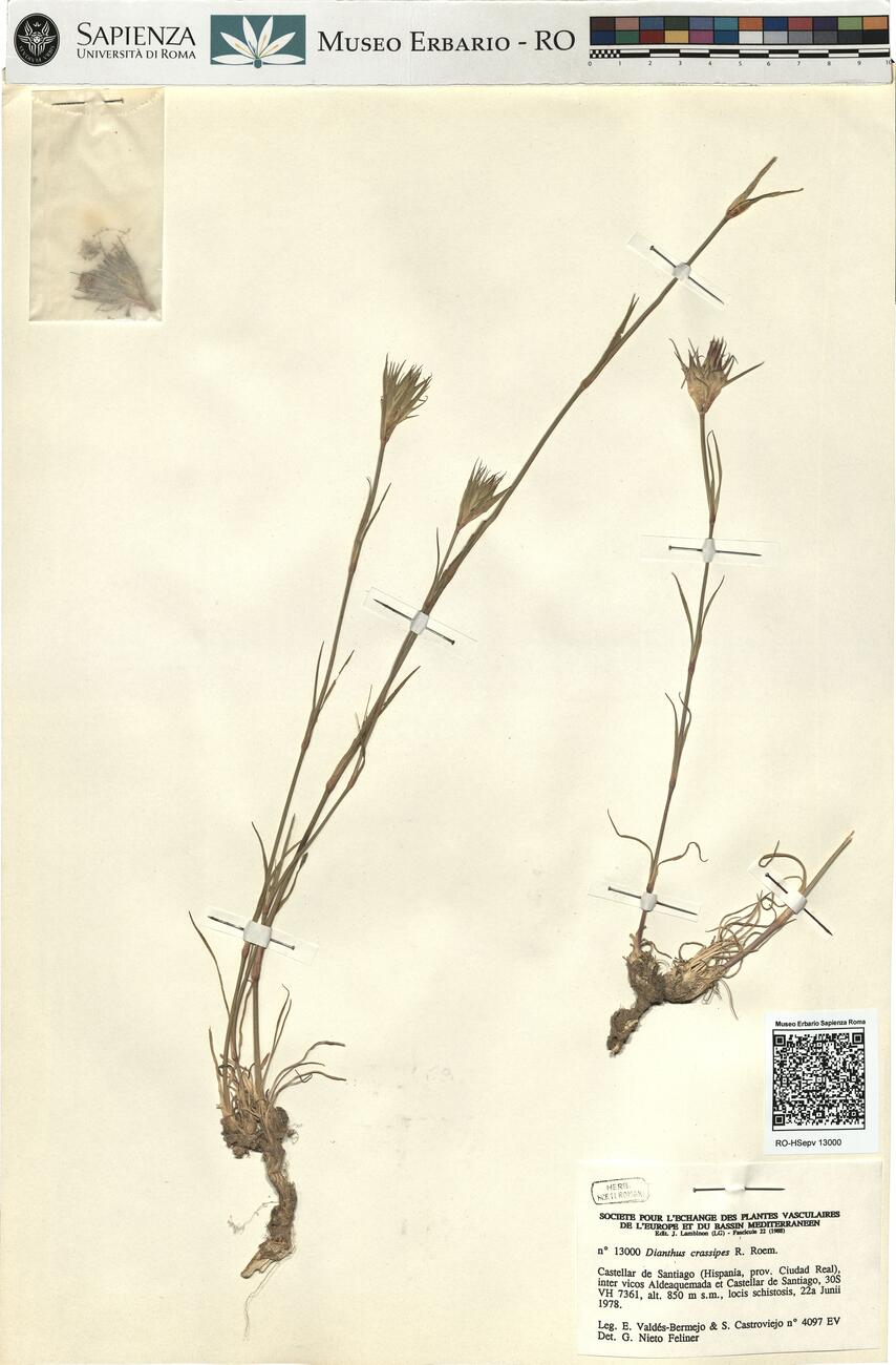 Dianthus crassipes R. Roem. -  RO-HSepv 13000 photo