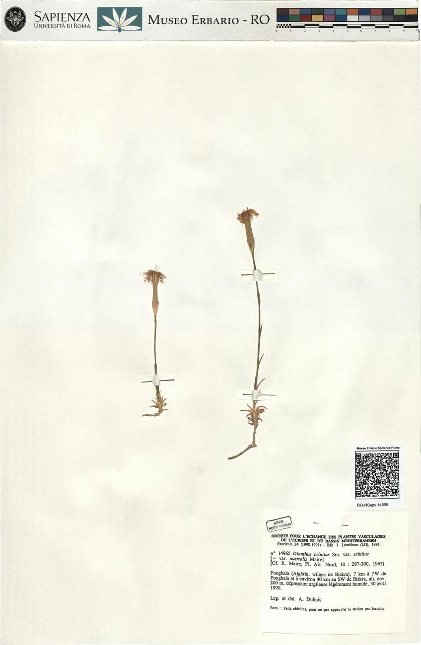 Dianthus crinitus Sm. var. crinitus -  RO-HSepv 14965 photo