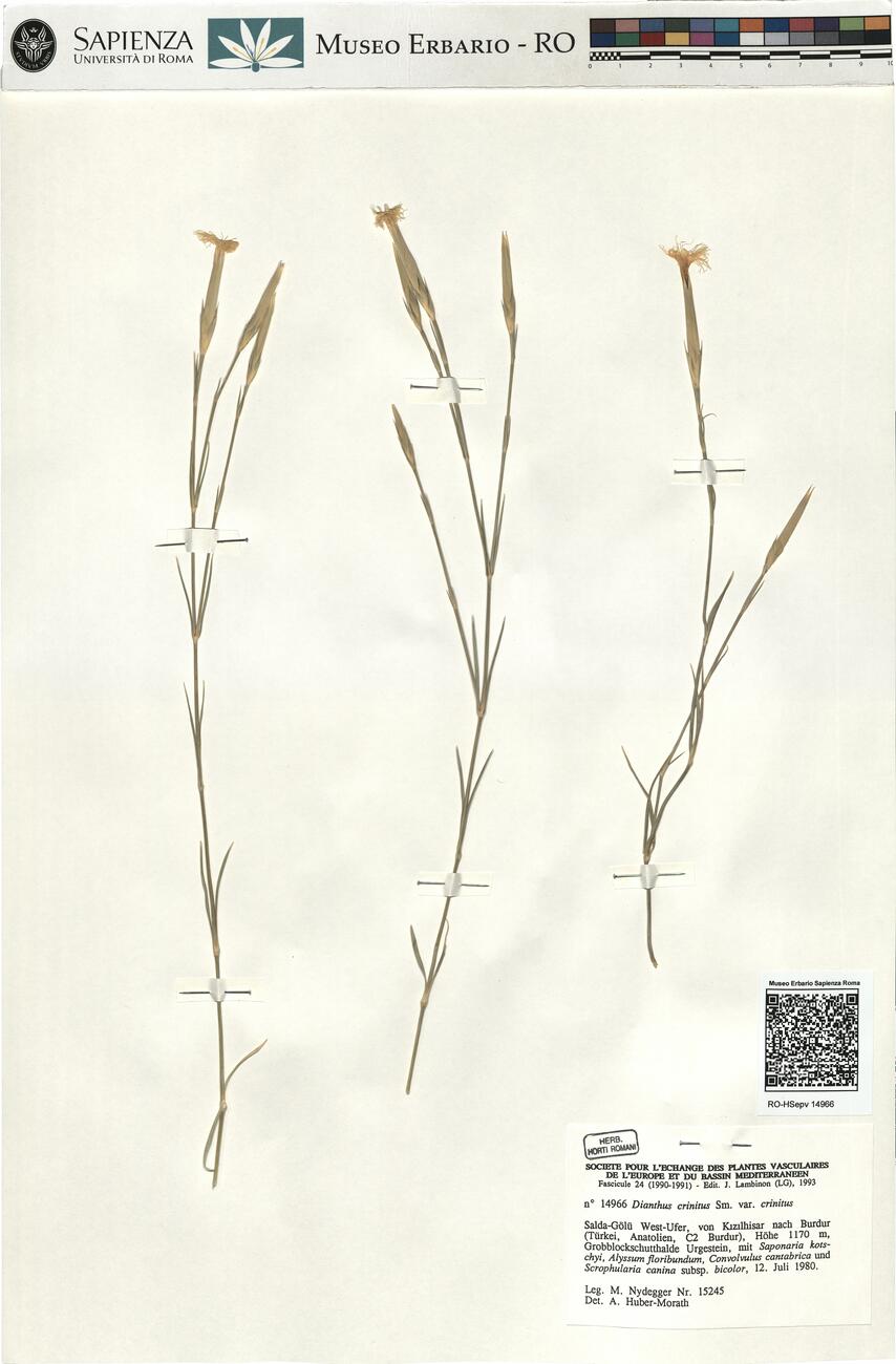 Dianthus crinitus Sm. var. crinitus -  RO-HSepv 14966 photo