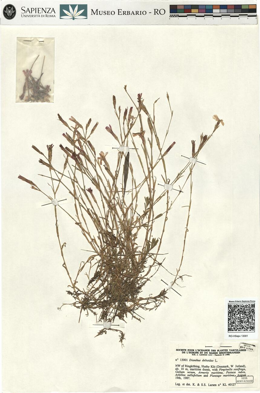 Dianthus deltoides L. -  RO-HSepv 13001 photo