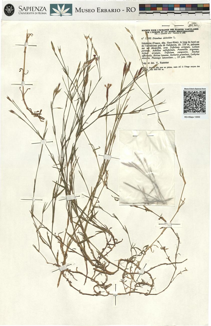 Dianthus deltoides L. -  RO-HSepv 13002 photo