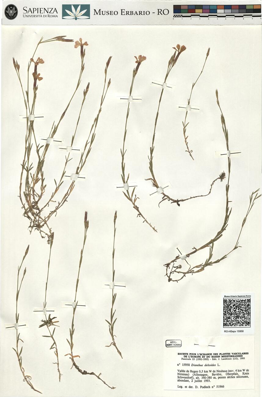 Dianthus deltoides L. -  RO-HSepv 15958 photo