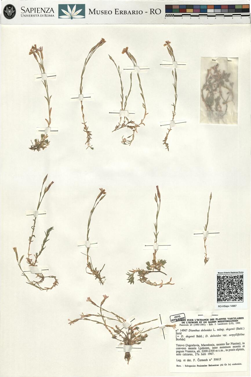 Dianthus deltoides L. subsp. degenii (Bald.) Strid -  RO-HSepv 14967 photo