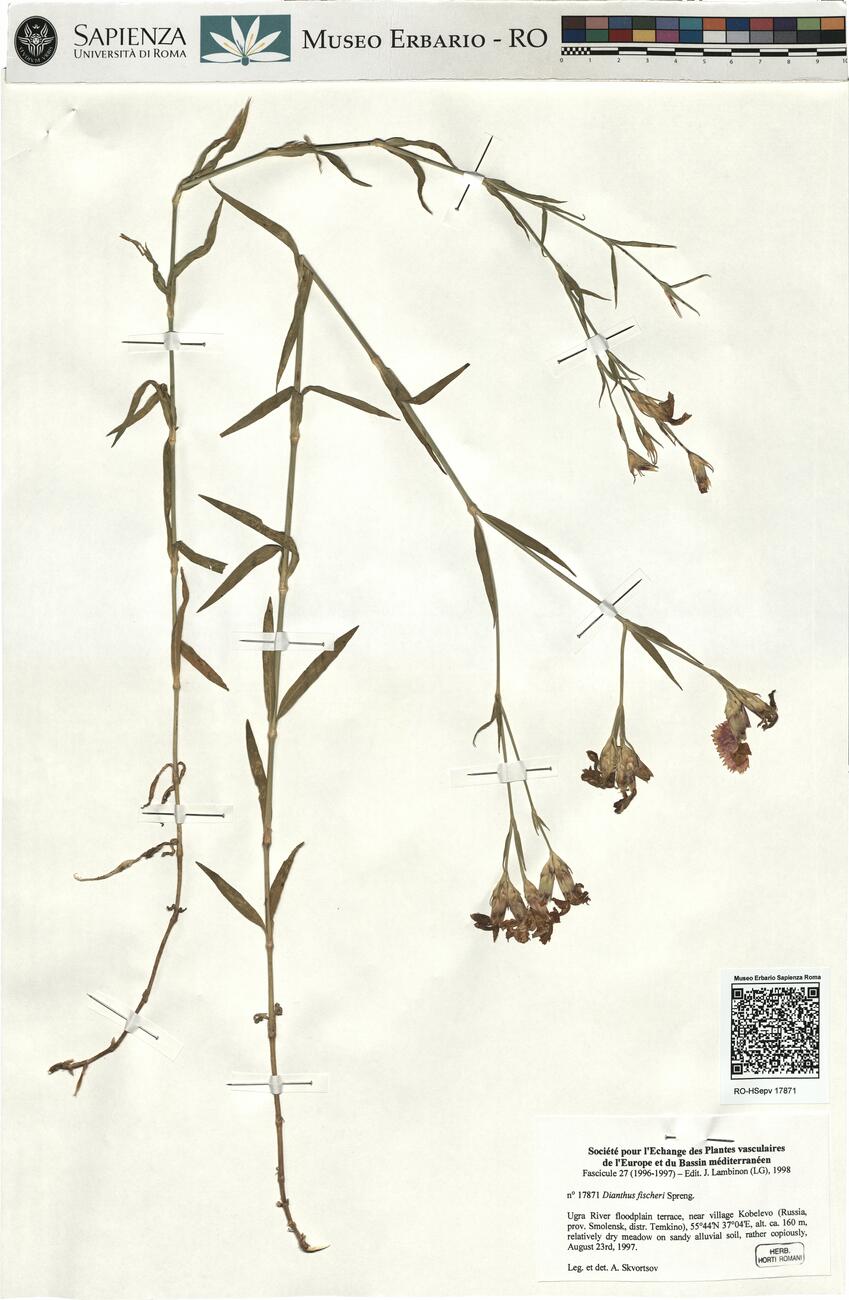 Dianthus fischeri Spreng. -  RO-HSepv 17871 photo