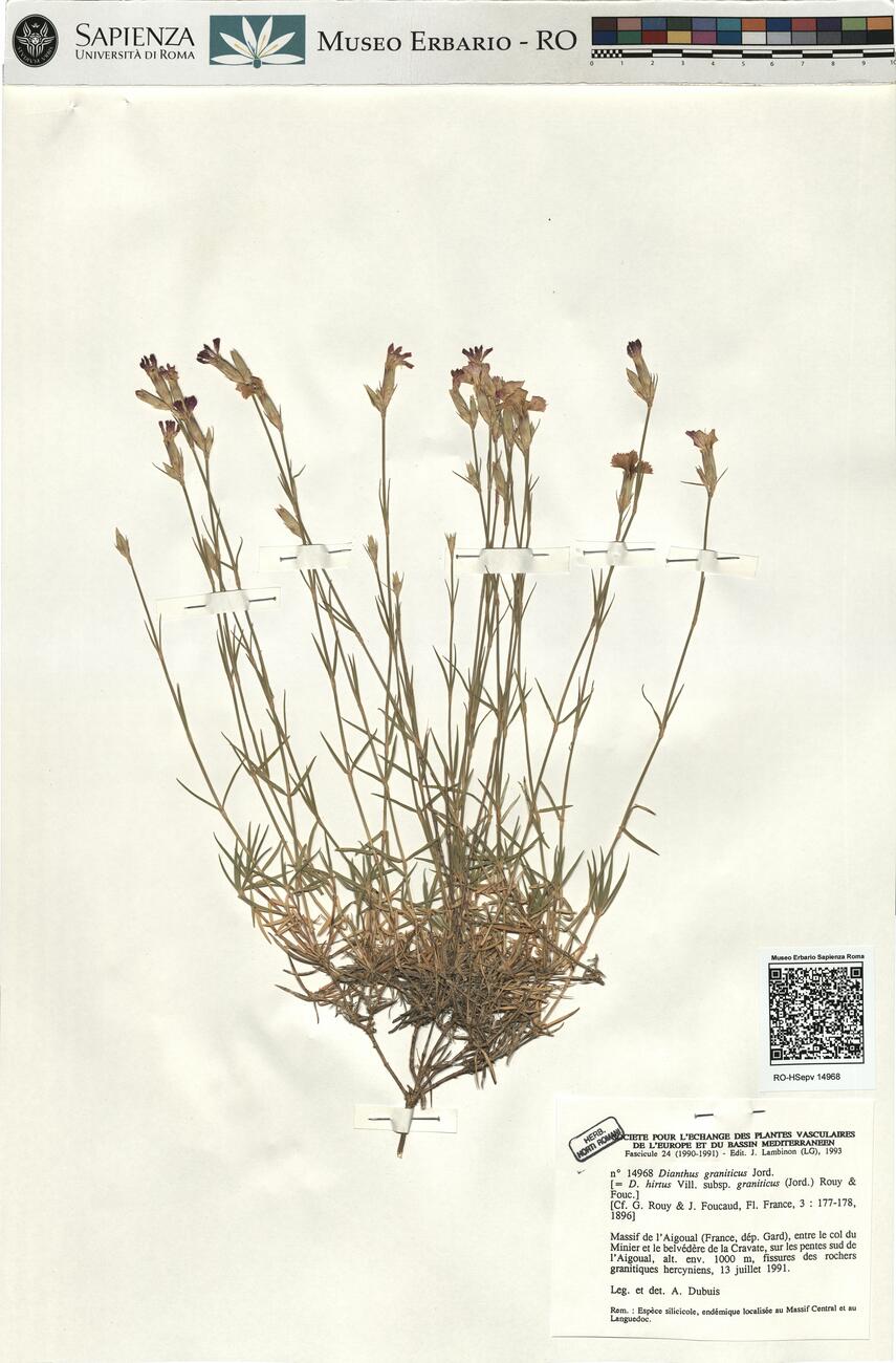 Dianthus graniticus Jord. -  RO-HSepv 14968 photo