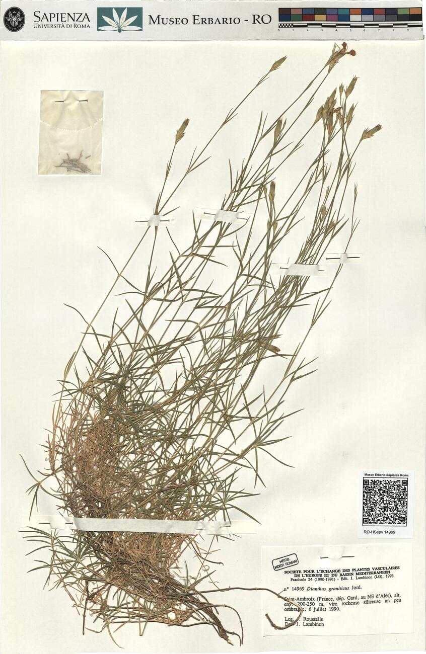 Dianthus graniticus Jord. -  RO-HSepv 14969 photo